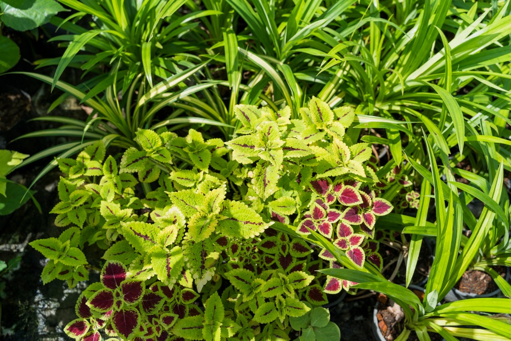 Rośliny chronione w okolicach Nadarzyc